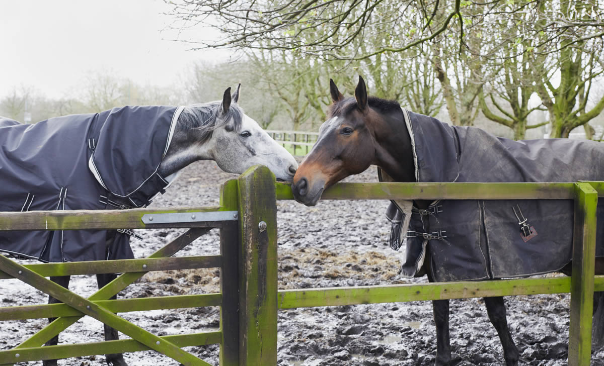 Lee Valley Riding Centre